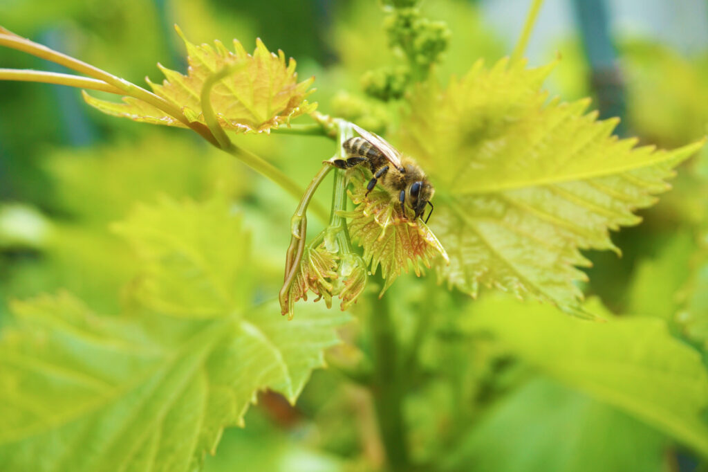 Bienenfoto aus dem Kneippgarten © CURHAUS Bad Kreuzen.jpg