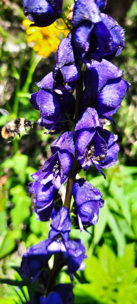 Eisenhut-Hummel fliegt den blauen Eisenhut an © Stephan Dittrich