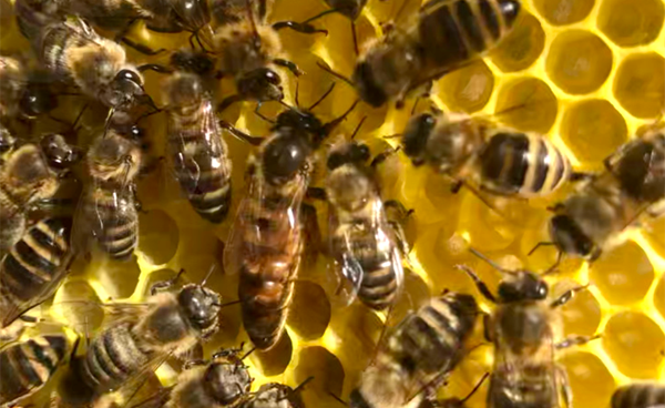 Bienen in der Bienenwabe © Birgit Raab